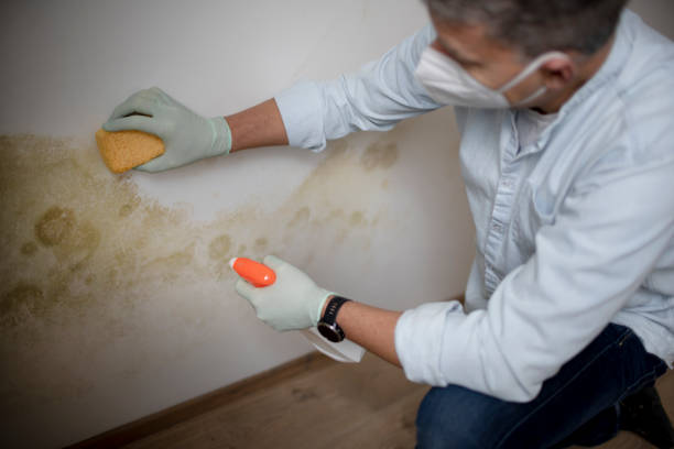 Best Industrial Mold Remediation in The Pinery, CO